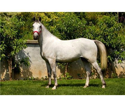 Lipizzaner Horses For Sale